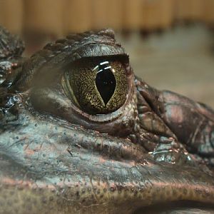 Caiman crocodilus