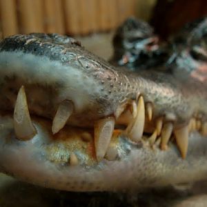 Caiman crocodilus