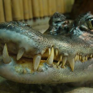 Caiman crocodilus