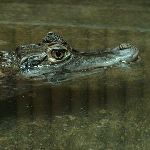 Caiman crocodilus