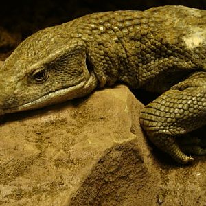 Varanus exanthematicus