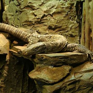 Varanus salvadori