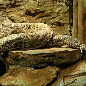 Varanus salvadori