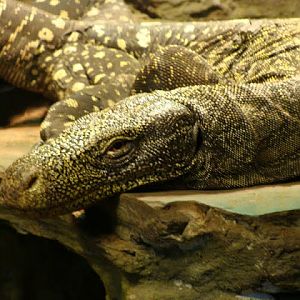Varanus salvadori
