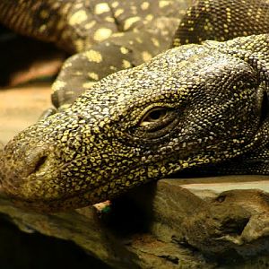 Varanus salvadori