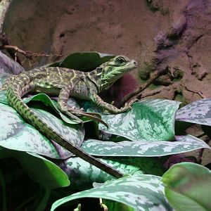 Hudrosaurus pustulatus