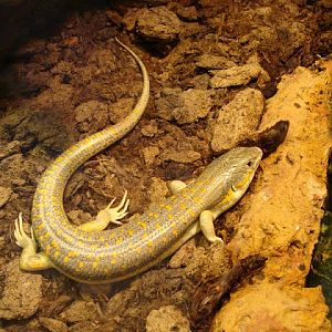 Eumeces schneideri princeps