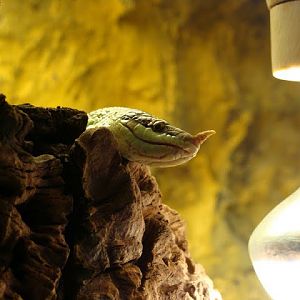 Rchynchophis boulangeri