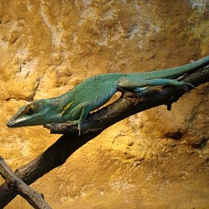 Anolis baracoae