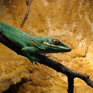 Anolis baracoae