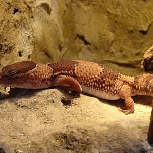 Hemitheconyx caudicinctus