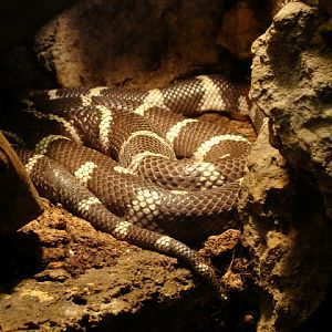 Lampropeltis getula californiae