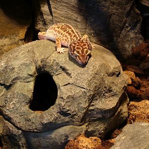 Eublepharis macularius