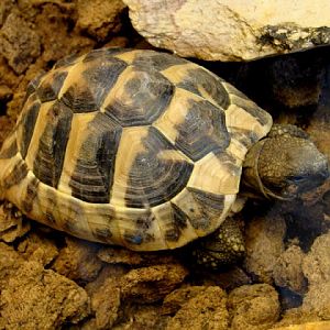 Testudo hermanni