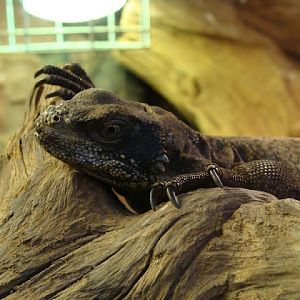 Sceloporus cyanogenys
