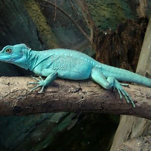 Basiliscus plumifrons