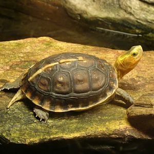 Cuora flavomarginata