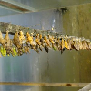 Larvae of butterflies