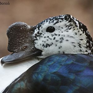Comb Duck (Sarkidiornis melanotos) - male