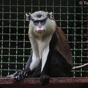 Mona Monkey (Cercopithecus mona) - male