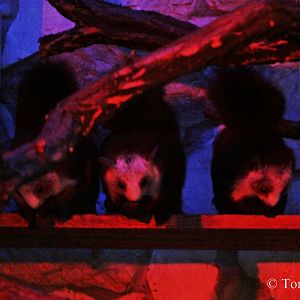 Red and White Giant Flying Squirrel (Petaurista alborufus)