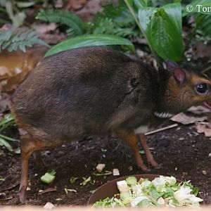 Philippine Mouse-deer (Tragulus nigricans)