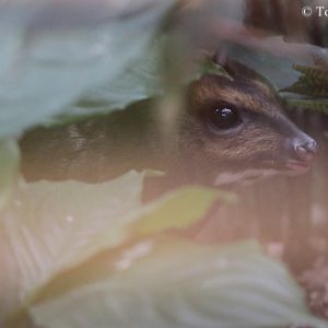 Philippine Mouse-deer (Tragulus nigricans)