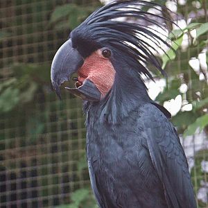 Palm Cockatoo (Probosciger aterrimus)