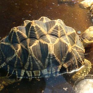 Geochelone platynota