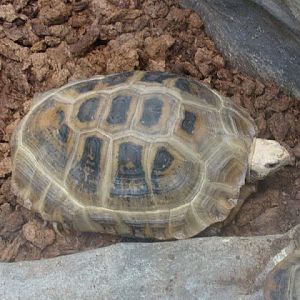 Indotestudo elongata