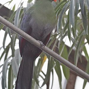 White-cheeked Turaco (Tauraco leucotis)