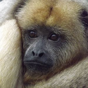 Black Howler at Blackpool Zoo 11/03/12