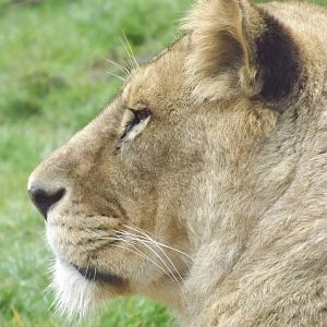African lion at Blackpool Zoo 11/03/12