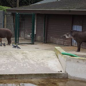 Brazilian Tapirs at Blackpool Zoo 11/03/12