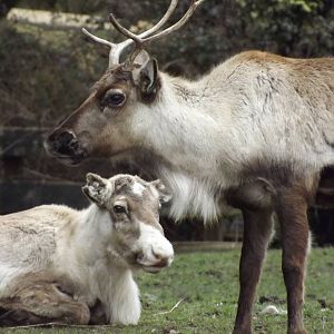 Reindeer at Blackpool Zoo 11/03/12