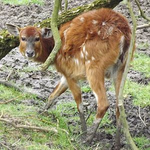 Sitatunga at Blackpool Zoo 11/03/12