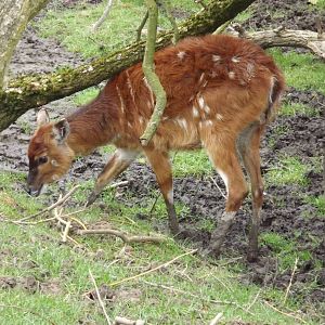 Sitatunga at Blackpool Zoo 11/03/12