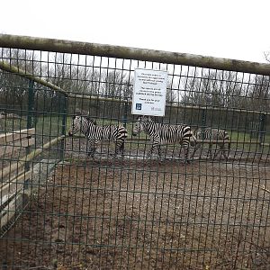 Hartmann's Mountain Zebras at Blackpool Zoo 11/03/12