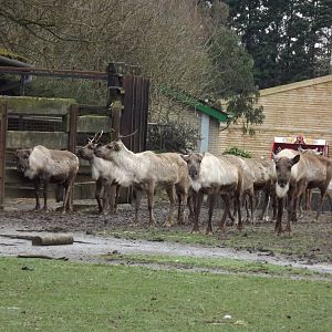 Reindeer at Blackpool Zoo 11/03/12