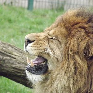 African Lion at Blackpool Zoo 11/03/12