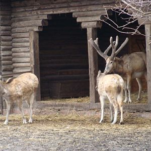 Elaphurus davidianus