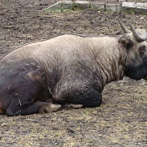 Budorcas taxicolor taxicolor