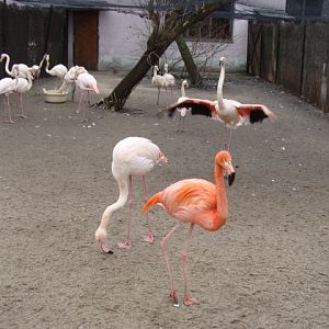 Phoenicopterus r.roseus/Phoenicopterus r.ruber