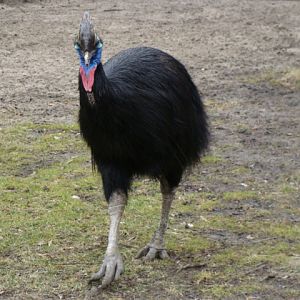 Casuarius casuarius