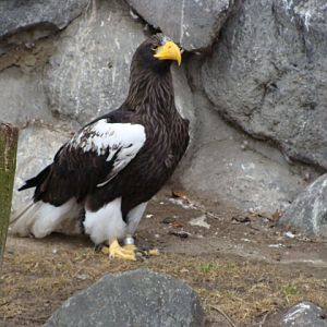 Haliaeetus pelagicus