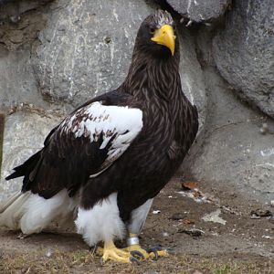 Haliaeetus pelagicus