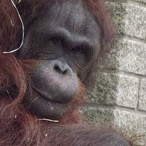 Western Bornean Orangutan at Blackpool Zoo 11/03/12