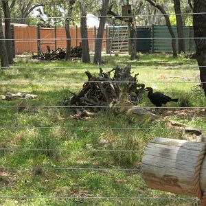 5/22/2011 exhibit for Southern Ground Hornbill, Lesser Kudu, Bay Duiker, an