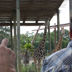 Reticulated Giraffe  5/22/2011