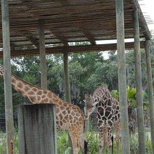 Reticulated Giraffe exhibit 5/22/2011